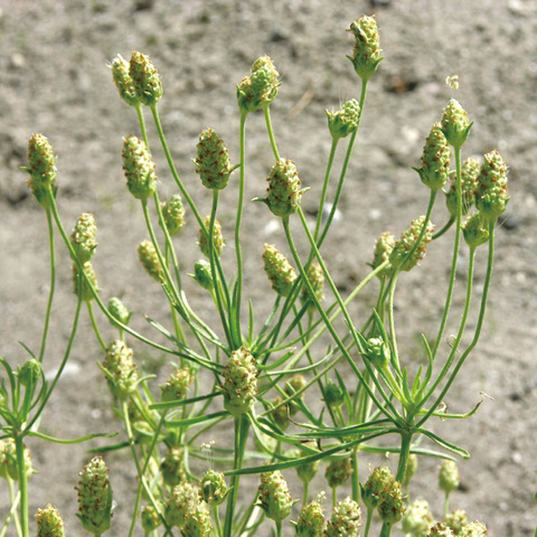 オオバコの植物学と栽培 – 日本メディカルハーブ協会