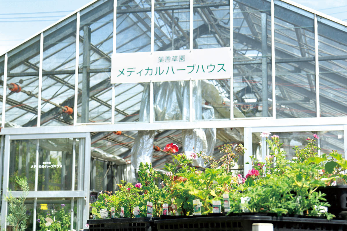 植物園めぐり 生活の木メディカルハーブガーデン薬香草園 日本メディカルハーブ協会