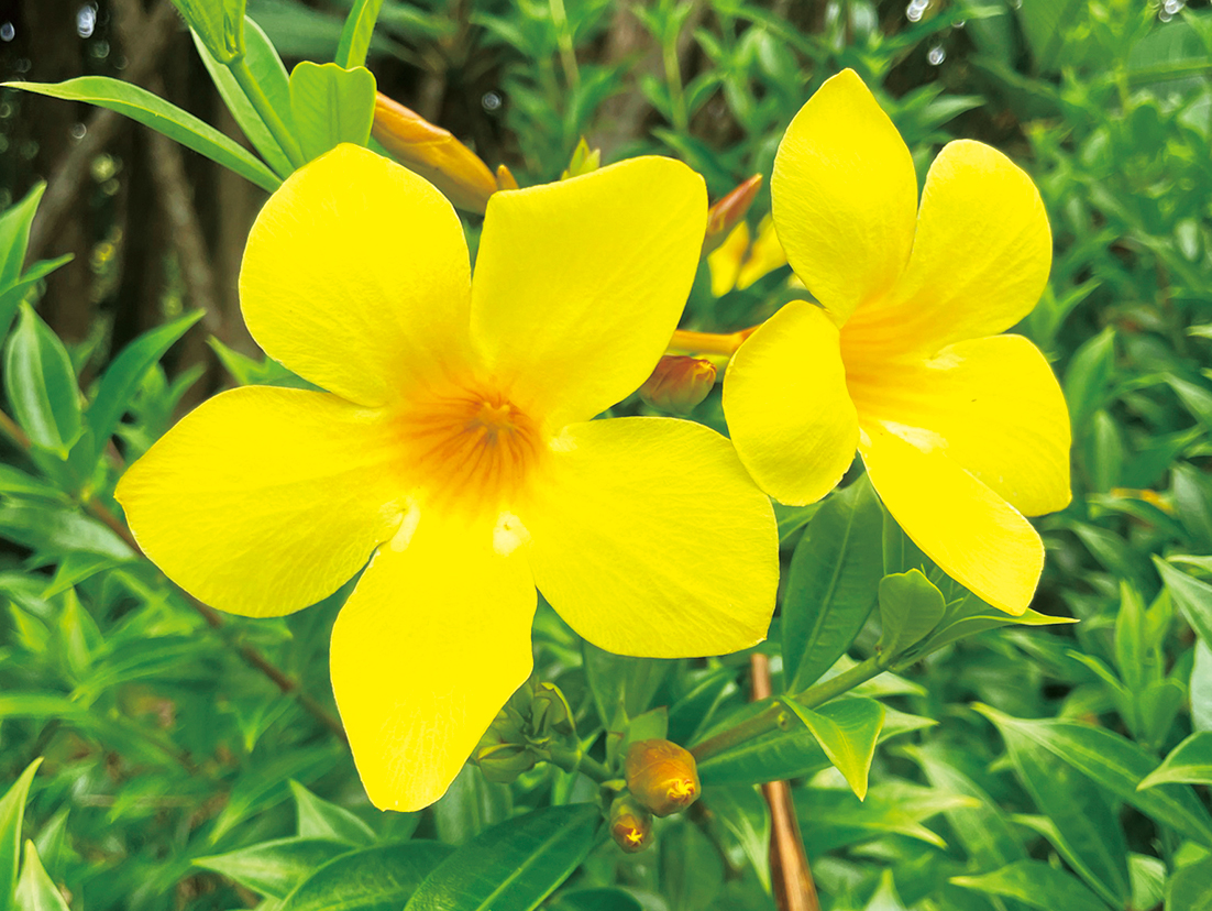 南の島の植物原色の花々 日本メディカルハーブ協会