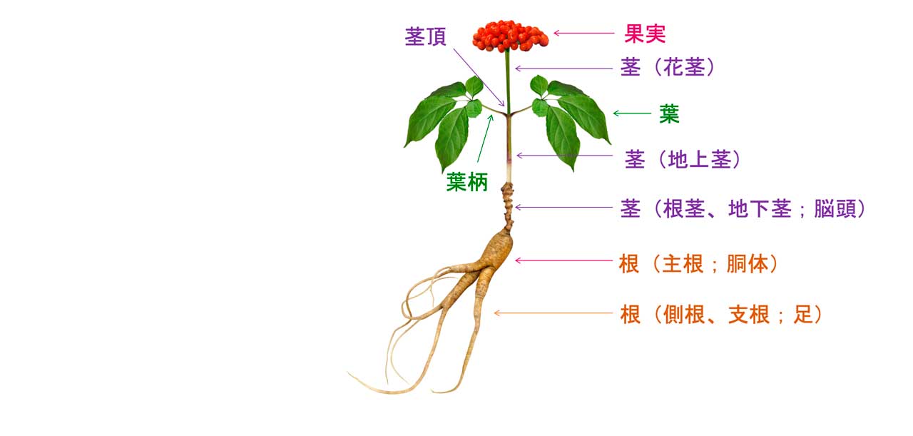 オタネニンジンの植物学と栽培 – 日本メディカルハーブ協会